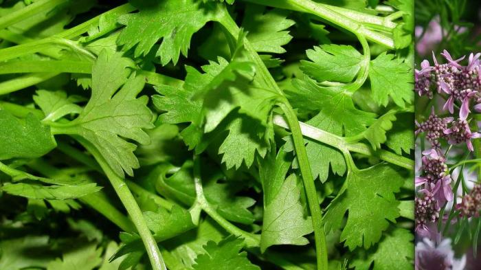 Les délicieuses herbes aromatiques et leurs vertus