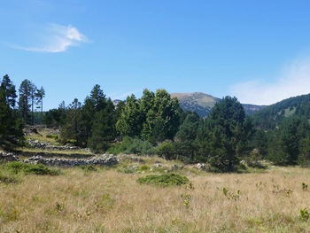 Le pré de la Forge et son tilleul