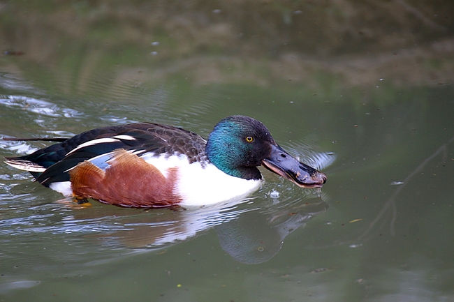 Canard souchet