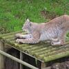 Lynx de Sibérie (Lynx lynx wrangeli)