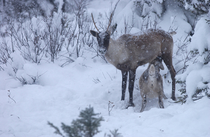 LES CARIBOUS ET LES LOUPS