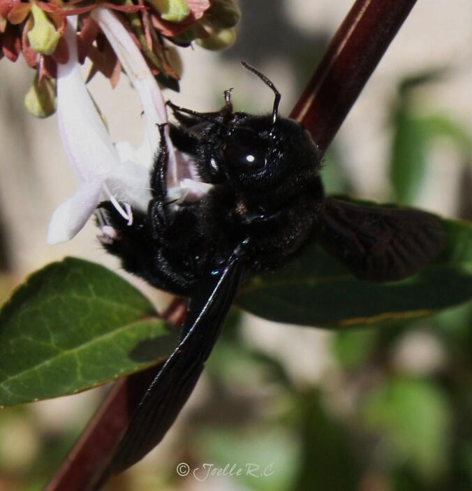 Abeille charpentière