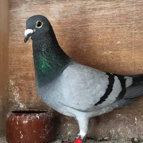 BON N°15 : Vercamst Pierre de Anzegem offre un pigeon