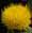 Centaurea macrocephalum