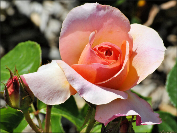 Photo de rose rose (fleur-flore)