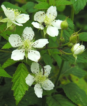 Tisane de feuilles de sauge trilobée pour gargarismes et bains de bouche en  cas d'inflammation de la bouche et de la gorge