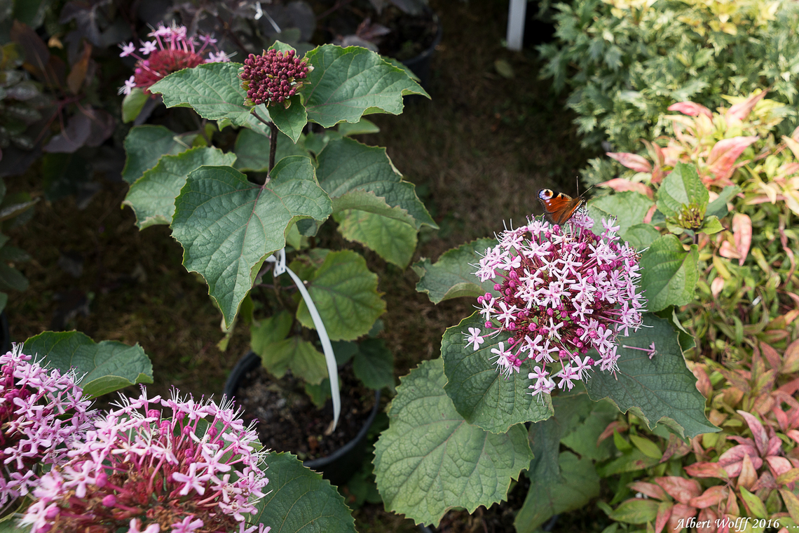 Histoire de papillon.