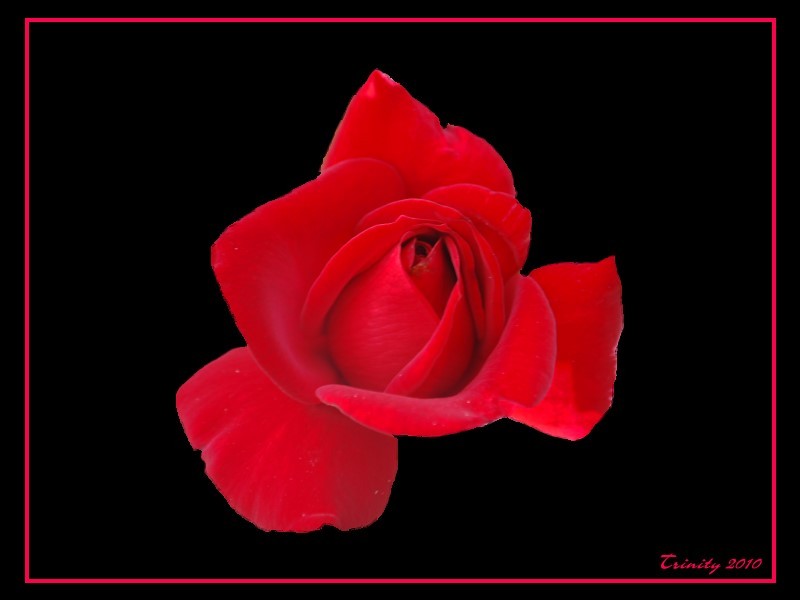 rose-R-B.jpg