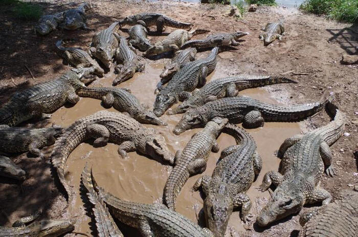 Un homme attaqué puis dévoré par 40 crocodiles après avoir chuté dans un enclos au Cambodge