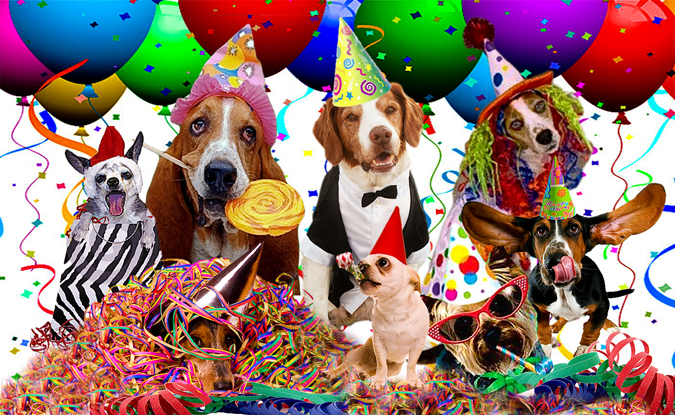 Image result for dog party