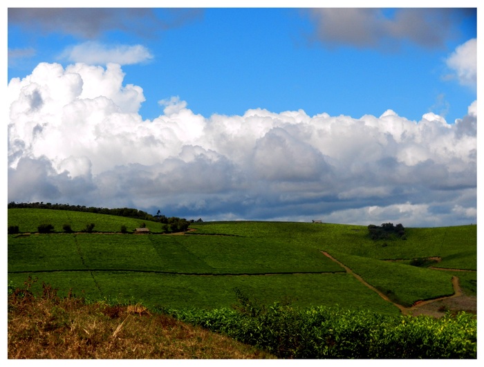 LE thé de Madagascar