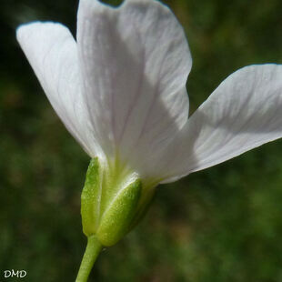 Cardamine pratensis - cardamine des prés