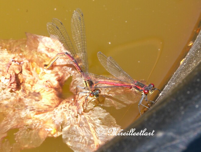 Dans mon jardin.