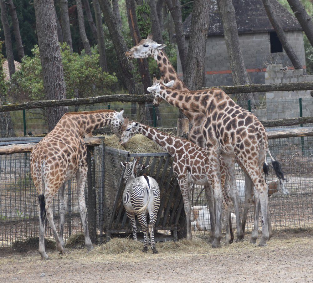 Les girafes, au zoo de La Teste...