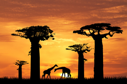 Baobabs Afrique (Fotolia)