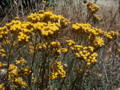 Helichrysum italicum subsp microphyllum.jpg