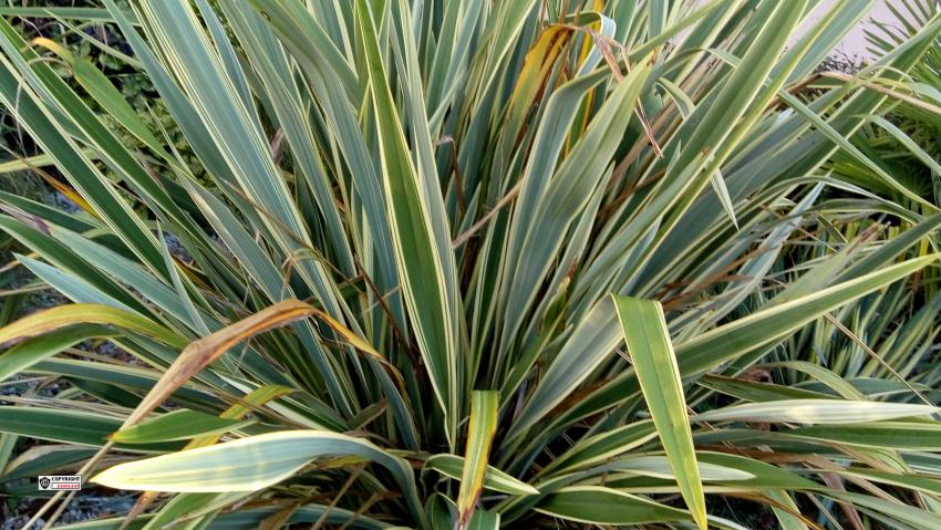 Palmier arbustif (Chamaerops humilis), le plus facile à cultiver