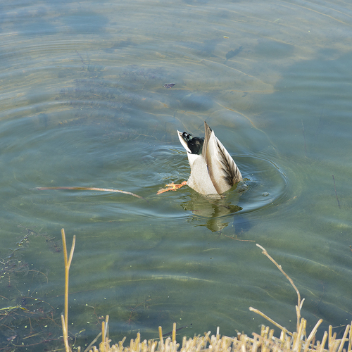 Heureux comme un canard dans l'eau ...