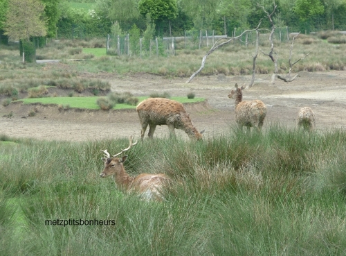 Visite au Parc de St Croix.