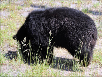 Photo d'ours (Zoo du bassin d'Arcachon)