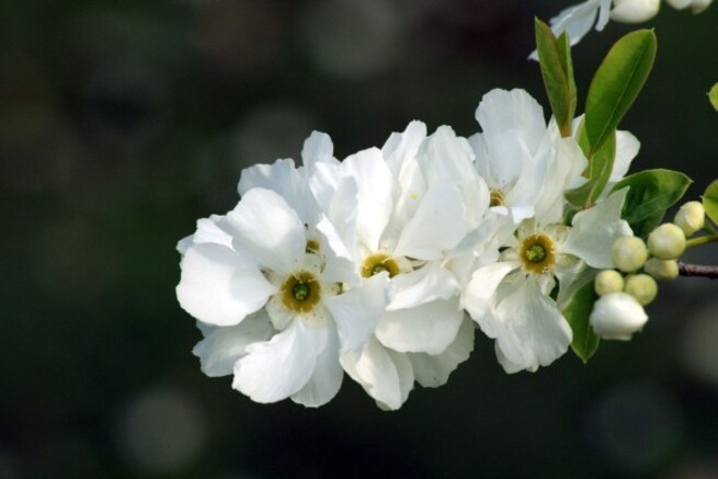 Exochorda 1542