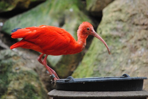 L'Ibis Rouge.