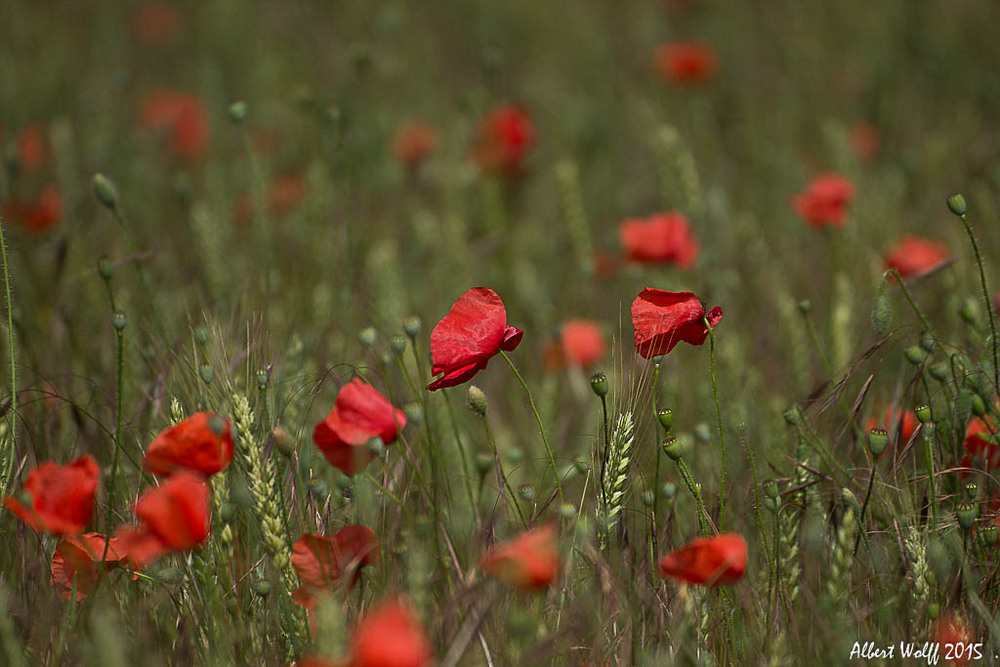 Coquelicots, enfin !