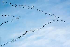 season birds migration flying blue sky 