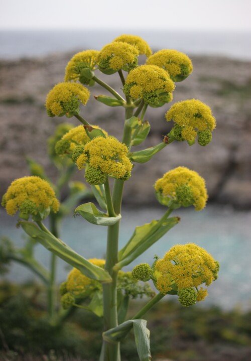 La flore de l'Île de Comino, près de l'île de Malte
