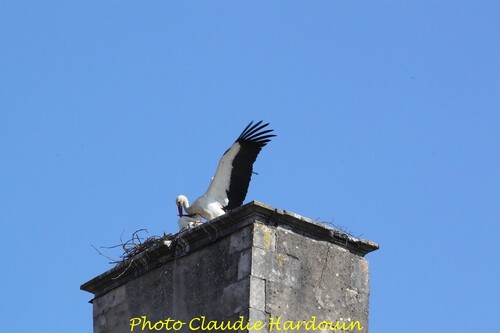 Encore quelques belles photos des cigognes  châtillonnaises, qui sont parties pour d'autres cieux...