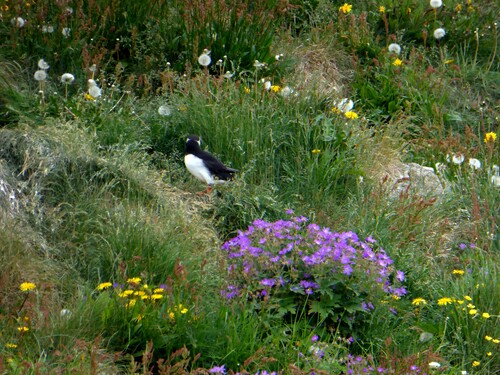 De Laugarhóll à Laugarhóll via Grímsey