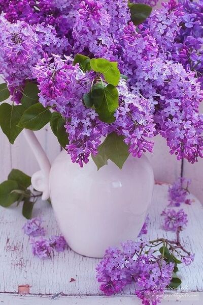 Lilas