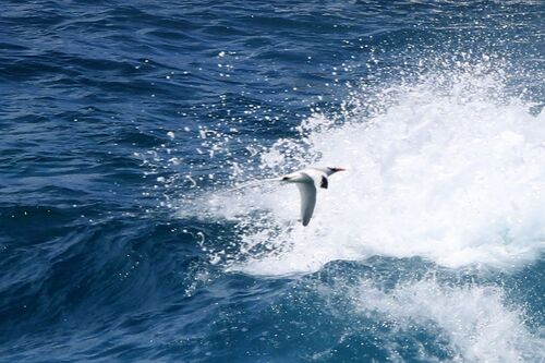 Phaéton à Bec Rouge (Red-billed Tropicbird)