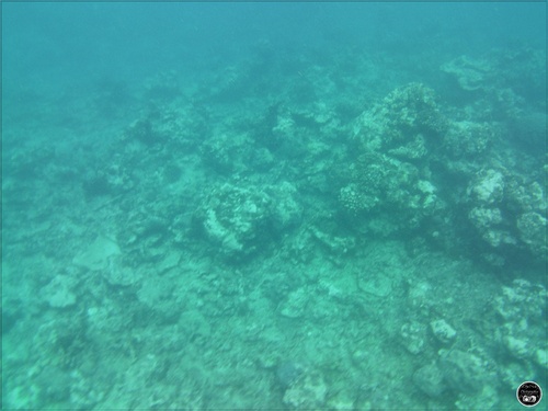 La plongée à l'île Maurice