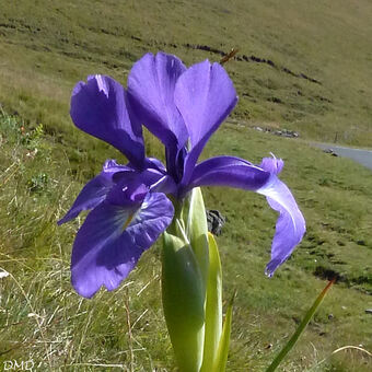 Iris latifolia   -   iris des Pyrénées