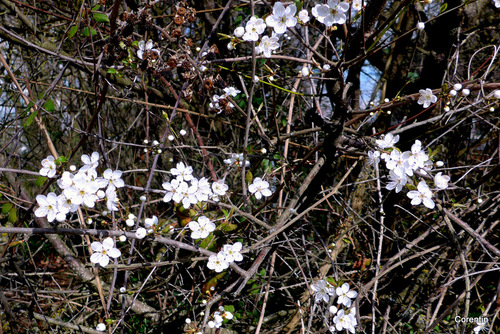 Les pruniers en fleurs