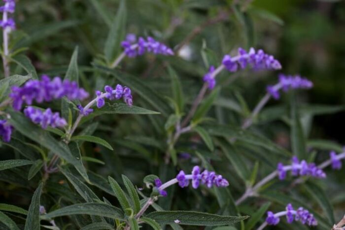  Salvia leucantha 'Santa Barbara'