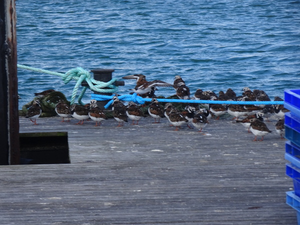 Suite de la balade sur le port de peche