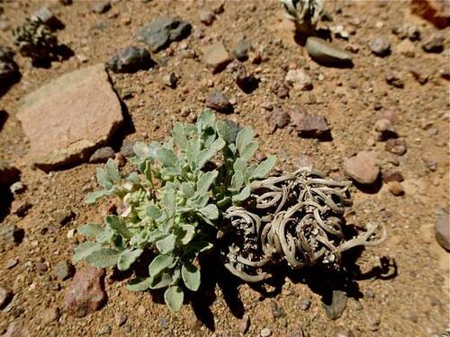 Vraie rose de Jéricho Anastatica hierochuntica, plante vivante et plante sèche (FloraTrek-wikimedia).jpg