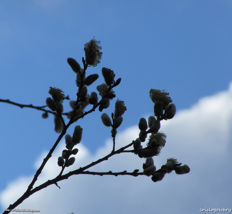 Quand le printemps revient (2)