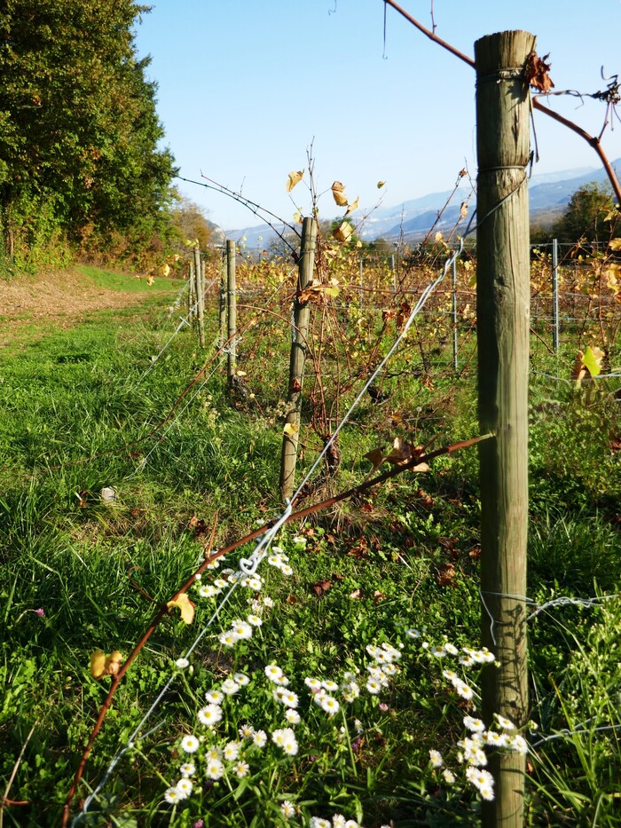 Petite balade près de la maison....en fin d'après-midi !