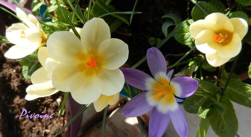 PROMENADE AU MILIEU DES CROCUS DE MON BALCON