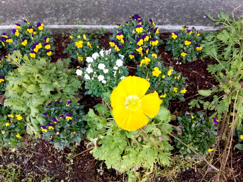 Toulenne (Gironde) ville fleurie