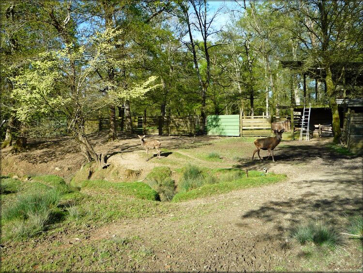 Photos des cerfs et des biches du moulin de Poyaller