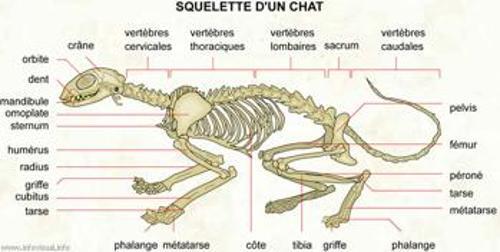 Le squelette du chat :