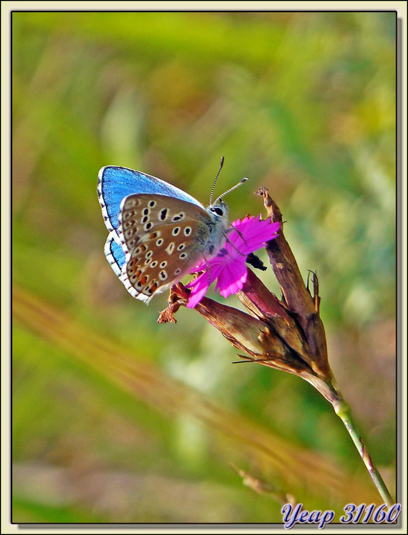 Papillon Petit bleu (Polyommatus bellargus) - Verdun - 09