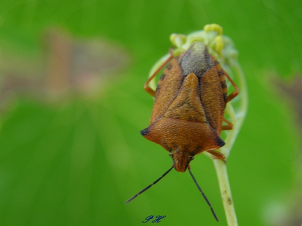 Pentatome méridional et Pentatome des baies