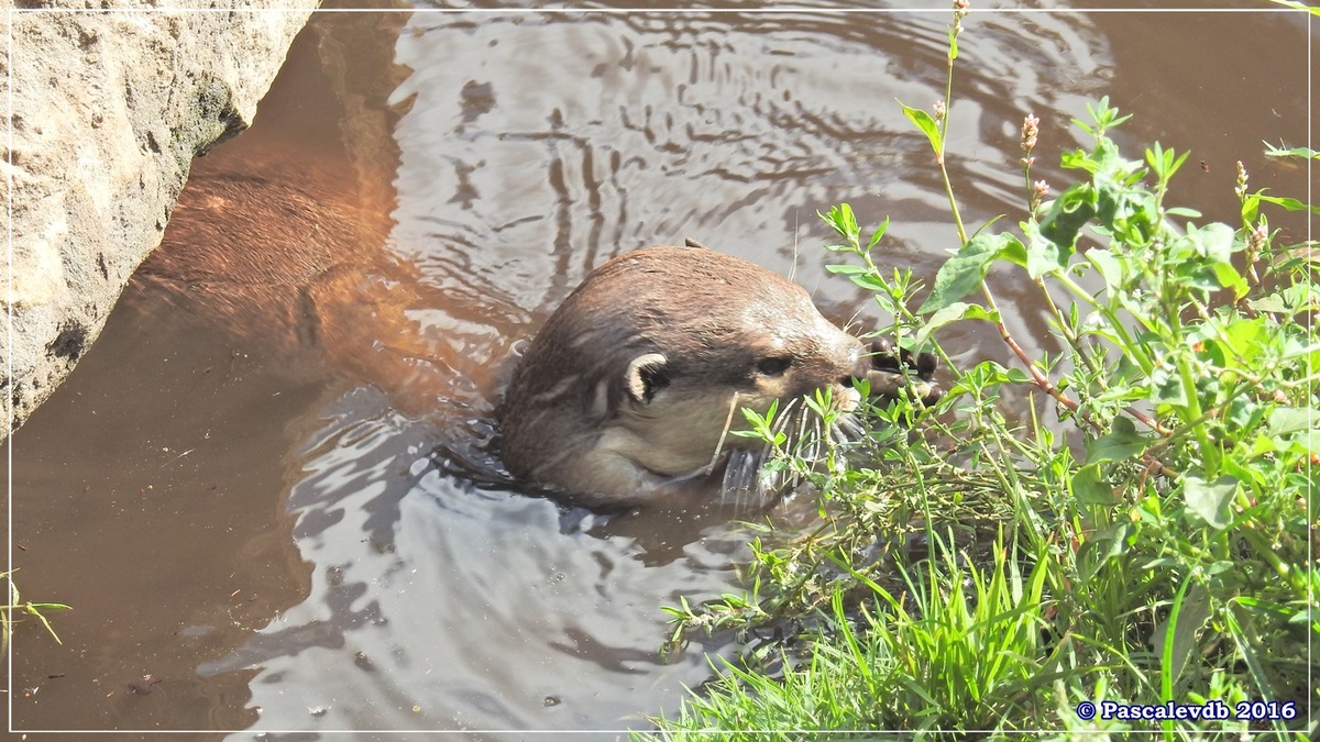 Zoo du Bassin d'Arcachon - Août 2016 - 13/15