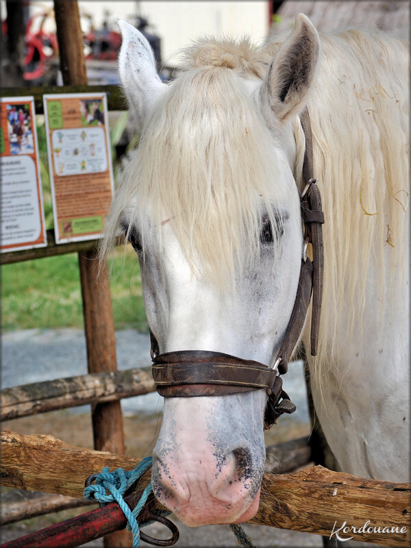 Photo de Percheron Ferme exotique - Cadaujac