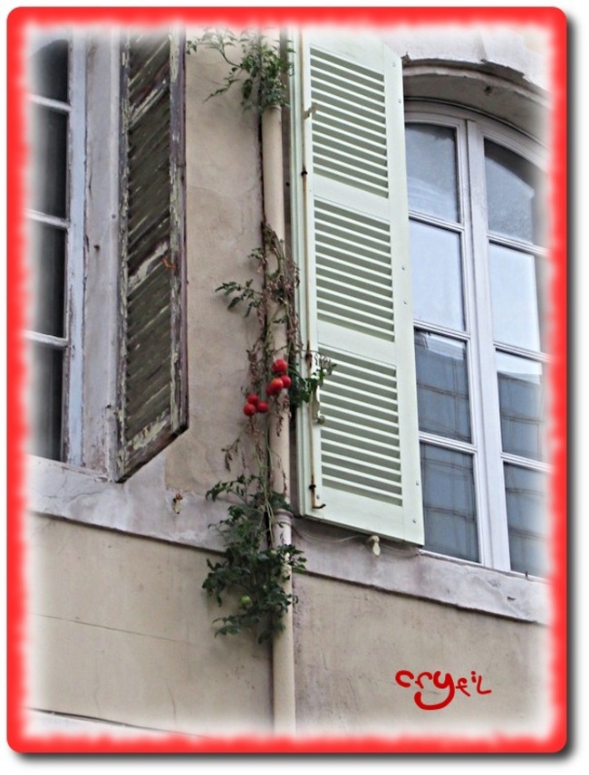 Tomates bâtiment